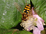 Hoverfly  Adult Male Feeding  Kent  UK