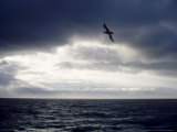 Southern Giant Petrel at Sea  Argentina