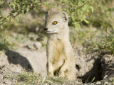 Yellow Mongoose  Male Emerging from Burrow  Botswana
