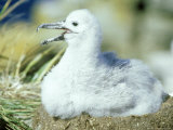 Black-Browed Albatross  Falklands