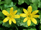 Lesser Celandine  Ross-Shire  Scotland