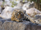 Bengal Tiger  10 Month Old Cub Lying  India