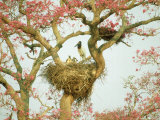 Jabiru Stork at Nest  Brazil