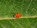 10-Spot Ladybird  Feeding  Cambridgeshire  UK