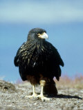 Striated Caracara  Falkland Isles