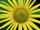 Garden Flower  Argyll  Scotland