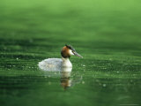 Great Crested Grebe  Swimming  Gloscestershire