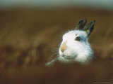 Mountain Hare or Blue Hare  Peering Over Hill Conspicuous with No Snow  Scotland  UK