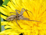 Cocoon Spider  Adult Female Hunting  Cambridgeshire  UK