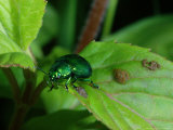 Mint Leaf Beetle  Feeding on Leaf  Oxon  UK