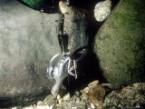 American Dipper  Diving Underwater for Salmon Eggs  USA
