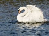 Mute Swan  Splashing During Bathing  UK