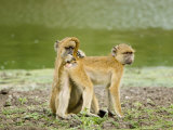 Yellow Baboon  Mutual Grooming  Tanzania