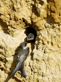 Sand Martin  Adult at Nest Site with Juvenile at Entrance Hole  Norfolk  UK