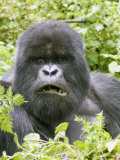 Mountain Gorilla  Male Silverback Mouth Open  Rwanda