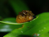 Lily Beetle  Hiding Under Its Own Faeces  Cambridgeshire  UK