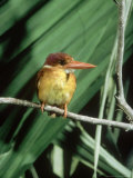 Rufous Backed Kingfisher  Ujung Kulon  Indonesia