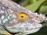 Parsons Chameleon  Head Shot  Madagascar