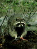Raccoon  with Trout  Montana  USA
