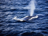 Blue Whale  Blowing  Baja Calif