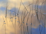 Reeds in Water with Reflection  Scotland
