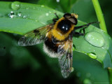 Hoverfly  Adult Resting on Wet Leaf  Cambridgeshire  UK