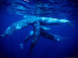 Sperm Whale  Protecting Calf  Portugal