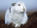 Mountain Hare or Blue Hare  Conspicuous with No Snow  Scotland  UK