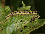 Caterpillar of a Large White Butterfly  Feeding  Cambridgeshire  UK