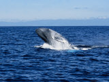 Blue Whale  Breaching  Azores  Portugal