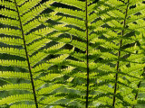 Male Fern  Inverness-Shire