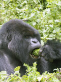Mountain Gorilla  Male Silverback Eating  Rwanda
