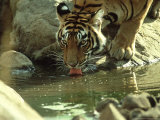 Bengal Tiger  Male Drinking  India