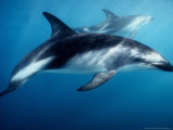 Dusky Dolphin  Underwater  New Zealand
