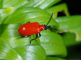 Lily Beetle  Adult Basking  Cambridgeshire  UK