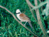 White Crested Laughing Thrush  Sumatra  Indonesia