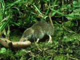 Pygmy Shrew  Oxon  UK