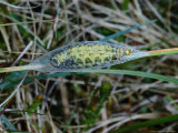 Six-Spot Burnet Moth  Caterpillar Pupating Inside Silken Cocoon  Cumbria  UK