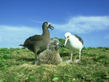 Black-Footed Albatross  and Laysan Albatross