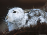 Mountain Hare or Blue Hare  Conspicuous with No Snow  Scotland  UK