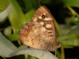 Speckled Wood Butterfly  Adult Showing Eye Spot after First Landing  Cambridgeshire  UK