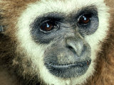 Lar Gibbon  Thailand