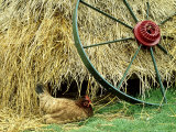 Old Farm Wheel and Hen  Orkney Islands  Scotland