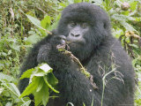 Mountain Gorilla  Female Eating  Rwanda