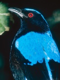 Fairy Bluebird  Indonesia