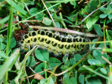 Six-Spot Burnet Moth  Caterpillar Feeding on Birds-Foot Trefoil  Cumbria  UK