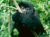 Mountain Gorilla  Wrapped Around Branch  Rwanda