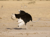 Ostrich  Male Running  Botswana