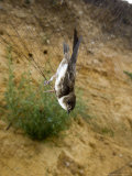 Sand Martin in Mist Net in Front of Nest Holes  UK