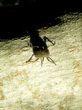 Giant Tenebrionid Beetle  Seychelles